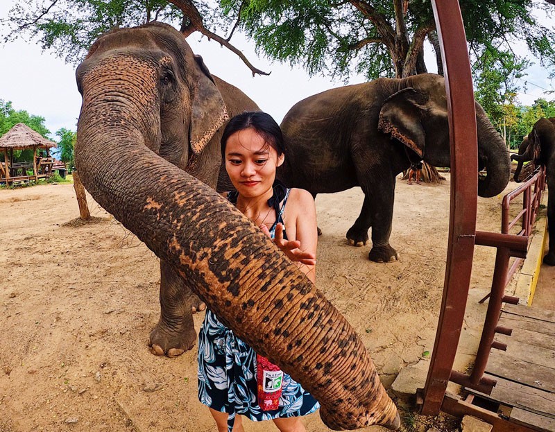 【泰國北碧象園】ELEPHANTSWORLD北碧大象友善園區一日行程分享。洗大象、餵大象，還有超可愛象寶寶！