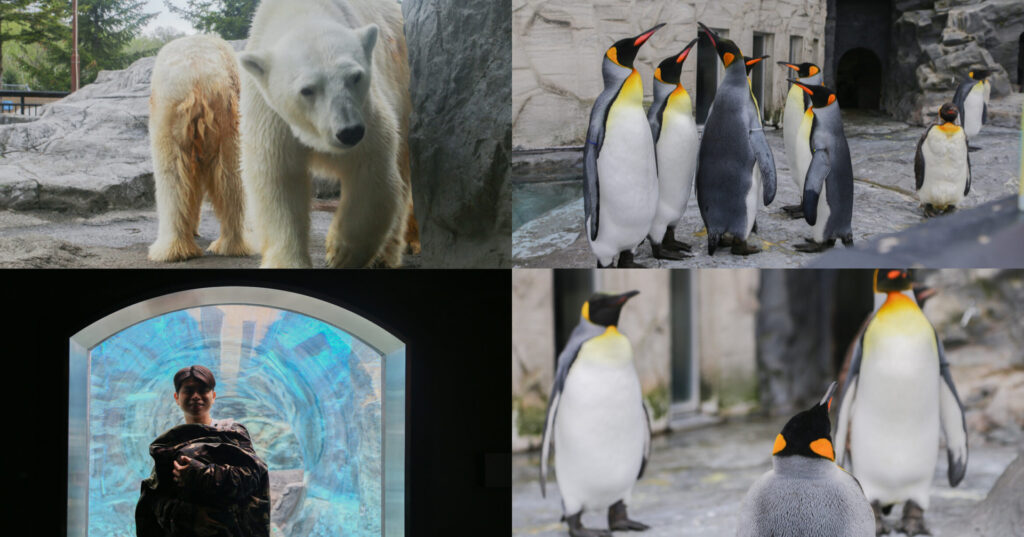 【北海道旭川】旭山動物園一日遊，門票、交通、餵食秀，尋找企鵝、北極熊、海豹吧！